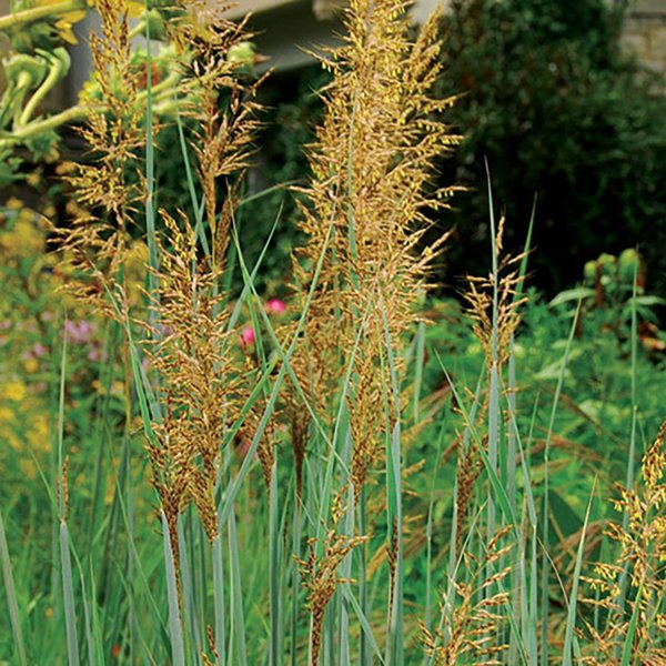 1g Indian Grass