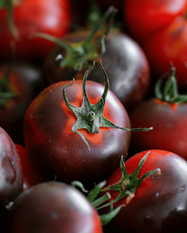 4 Inch Indigo Blue Berry Tomato