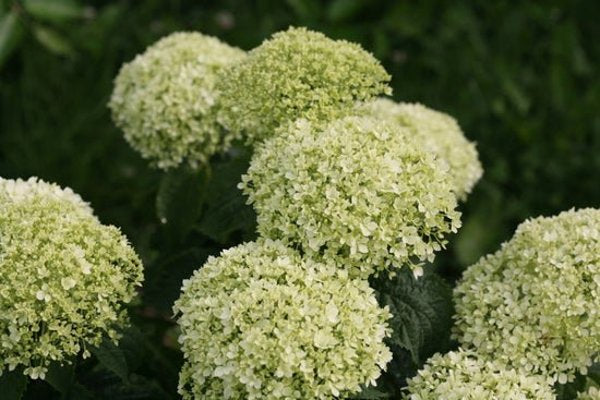 1 Quart Invincibelle Limetta Smooth hydrangea