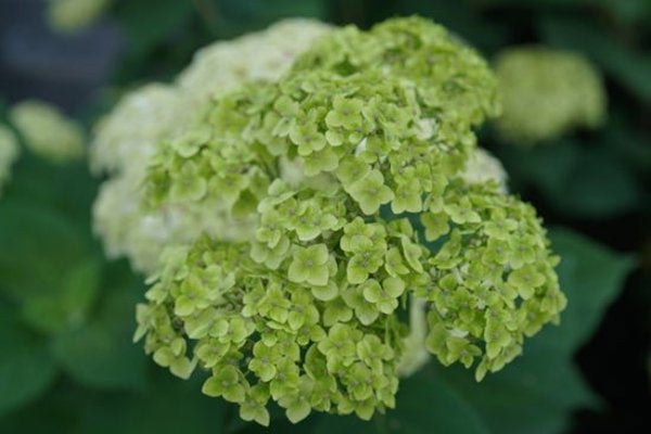 1 Quart Invincibelle Sublime Smooth hydrangea