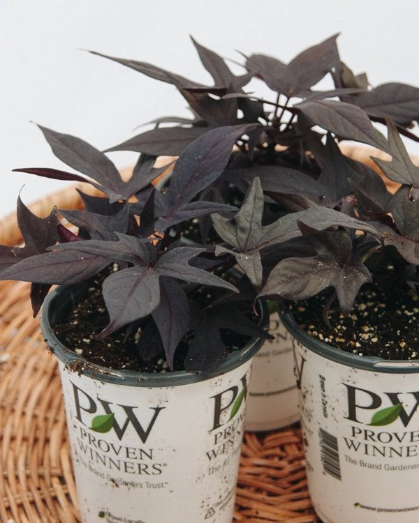 4 Inch Ipomoea Sweet Caroline Raven