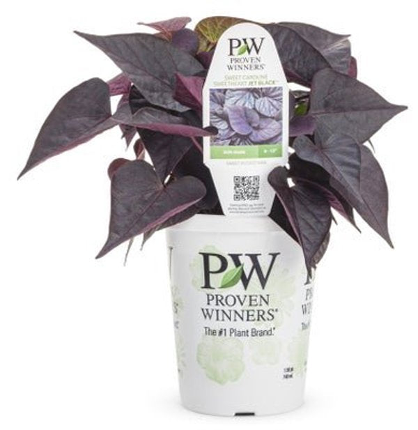 4 Inch Ipomoea Sweet Heart Jet Black