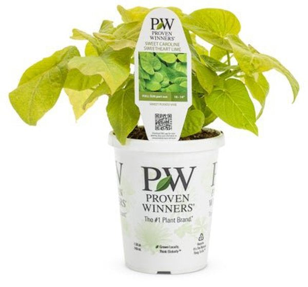 4 Inch Ipomoea Sweet Heart Lime