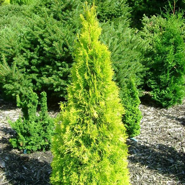2g Jantar Arborvitae