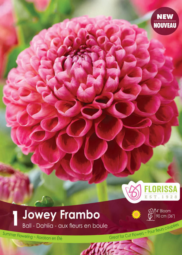 Jowey Frambo Ball Dahlia Bulb