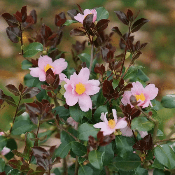 1 Quart Just Chill Red Tip Camellia