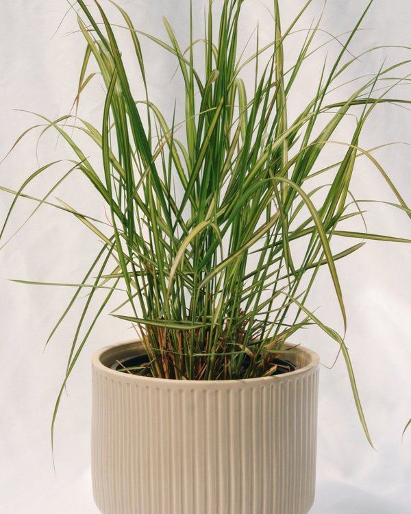 1g Karl Foerster Reed Grass