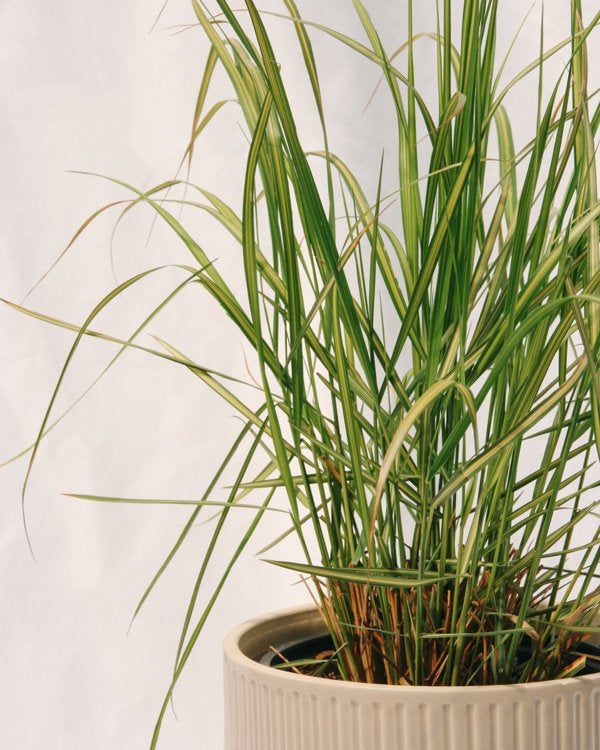 2g Karl Foerster Reed Grass