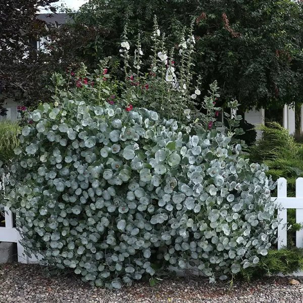 1 Quart Kintzley's Ghost Honeysuckle
