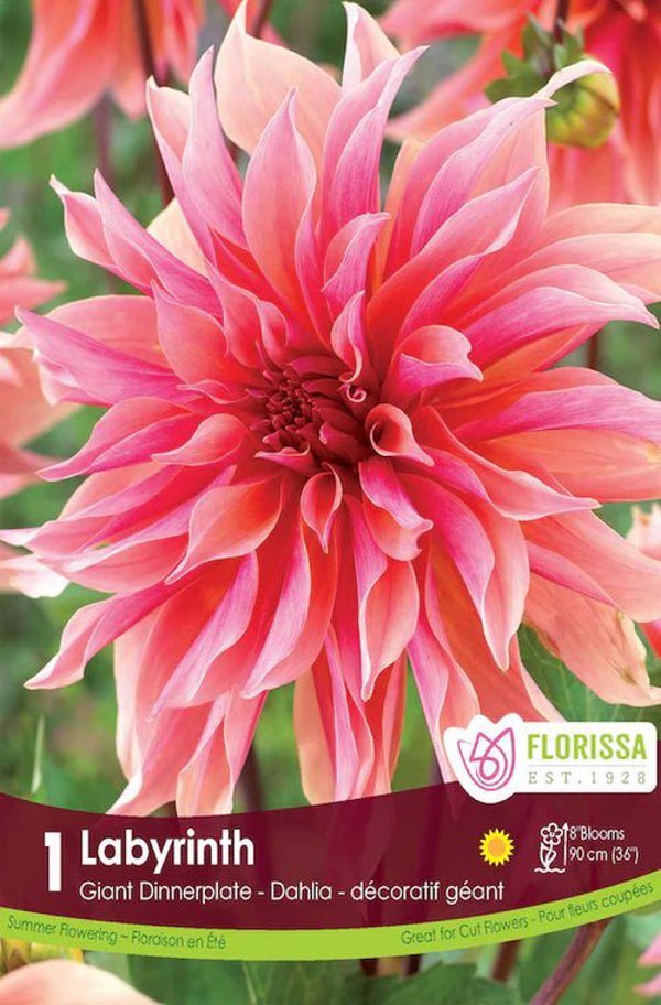 Labyrinth Dinnerplate Dahlia Bulb