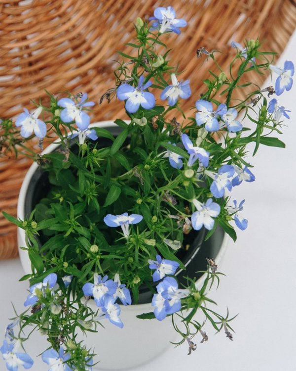 4 Inch Laguna Compact Blue with Eye Lobelia
