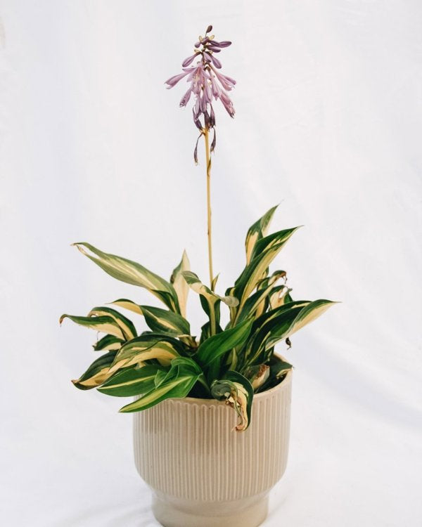 Lakeside Little Tuft Hosta - 11cm Pot