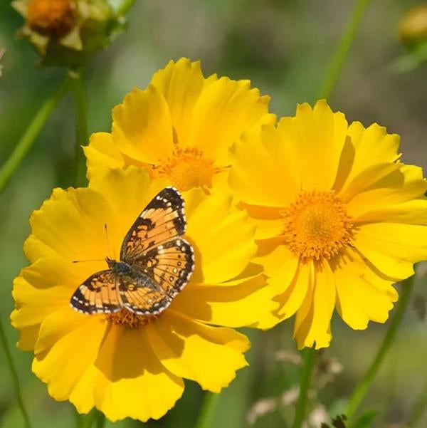 Lanceleaf Coreopsis - 11cm Pot