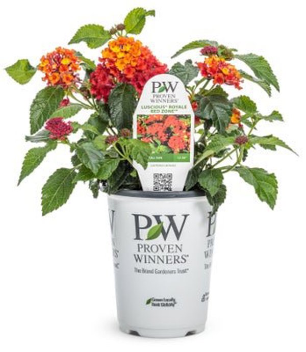 4 Inch Lantana Luscious Royale Red Zone