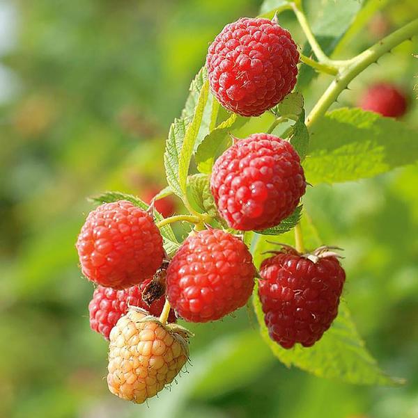 1g Latham Raspberry