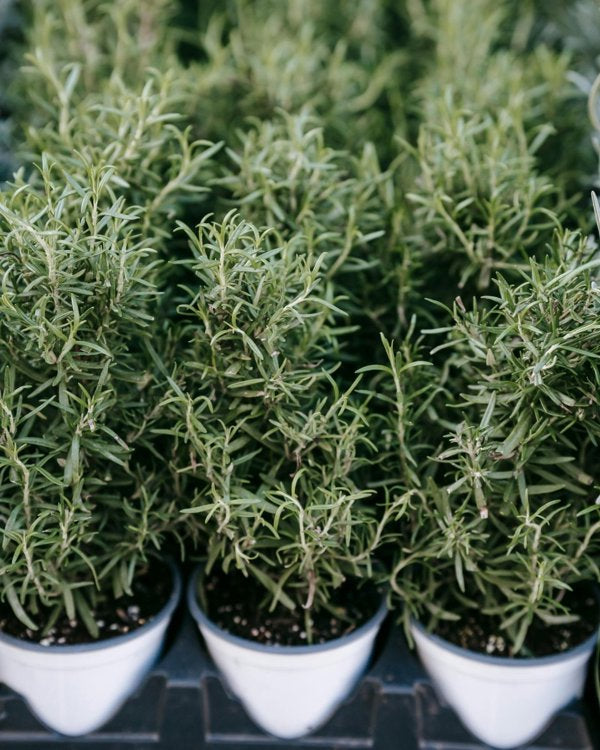 4 Inch Lavender