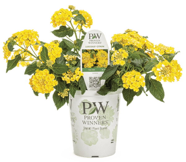 4 Inch Lantana Luscious Citron