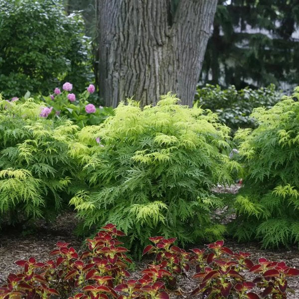 1 Quart Lemony Lace Elderberry