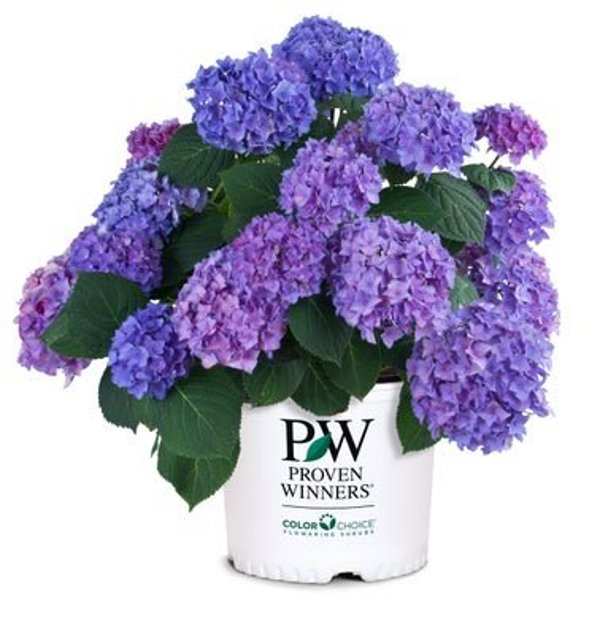 1 Quart Let's Dance Rhythmic Blue Reblooming Hydrangea