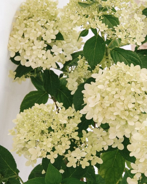 1 Quart Limelight Prime Panicle Hydrangea