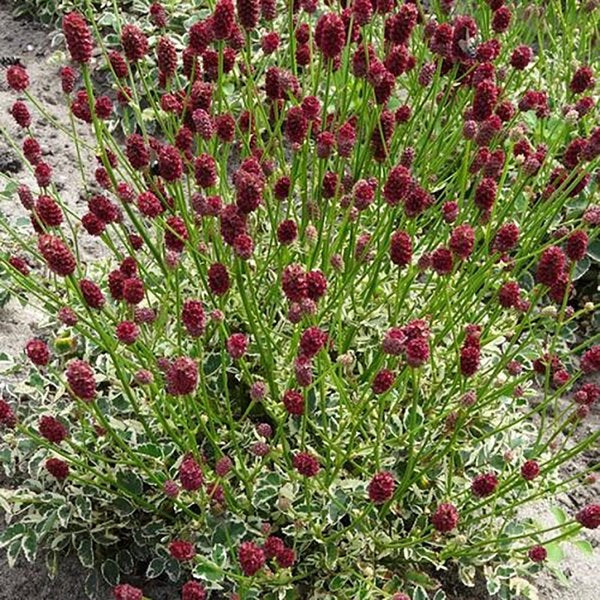 1g Little Angel Burnet