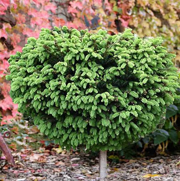 5g Little Gem Norway Spruce Standard