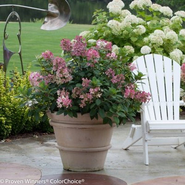 1 Quart Little Quick Fire Panicle Hydrangea