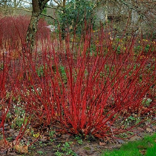 2g Little Rebel Dogwood