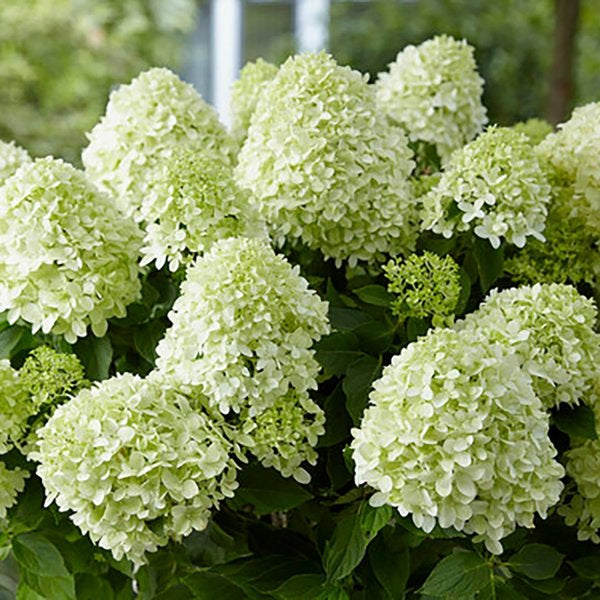 2g Little Spooky Panicle Hydrangea