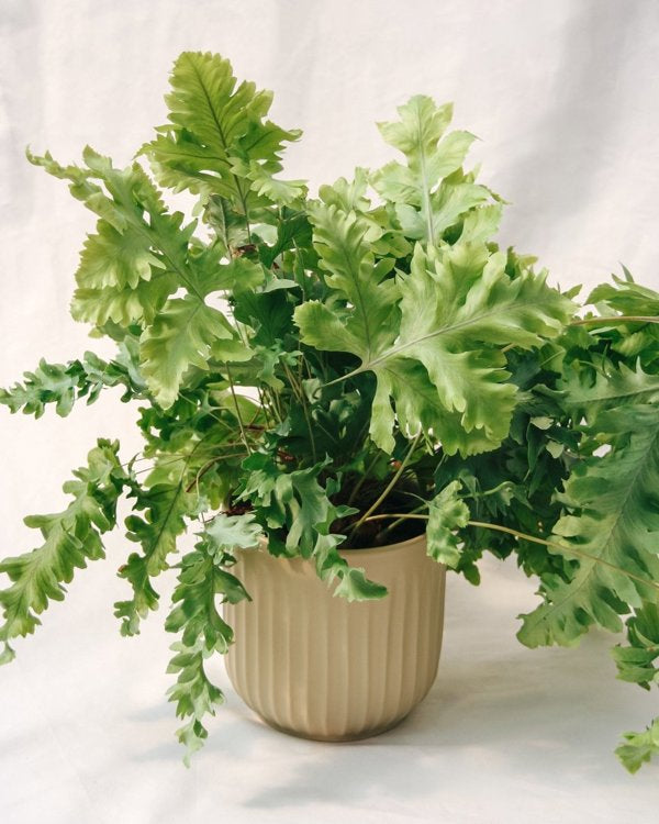 Living Lace® Davana Blue Star Fern - 5 Inch Grower Pot