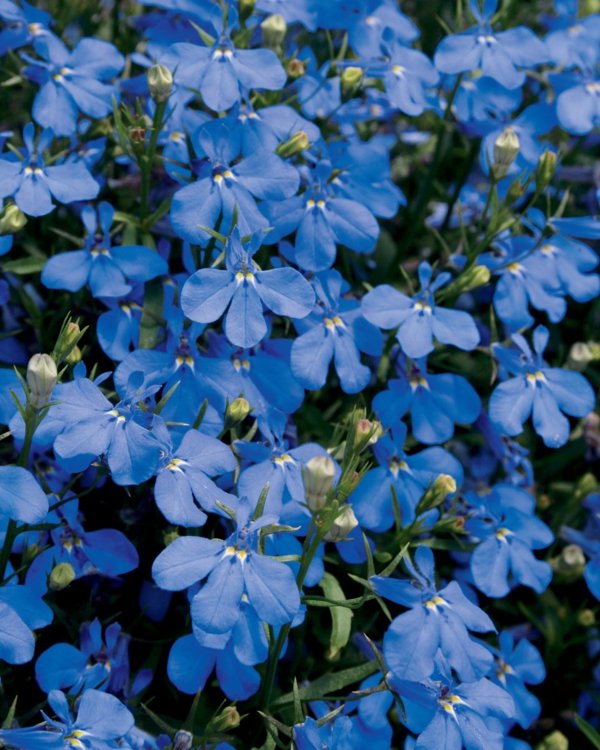 4 Inch Lobelia Laguna Dark Blue