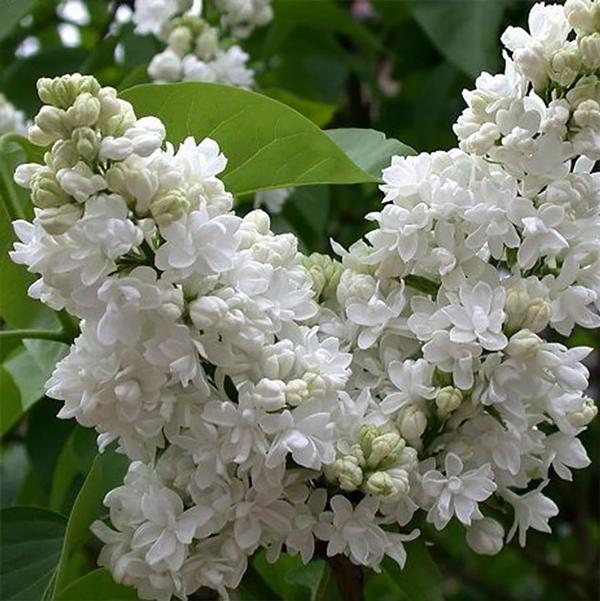 5g Madame Lemoine Lilac