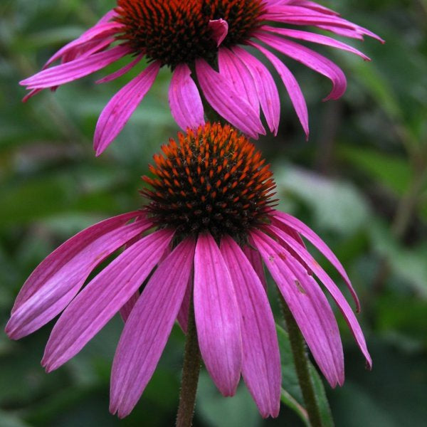 1g Magnus Coneflower