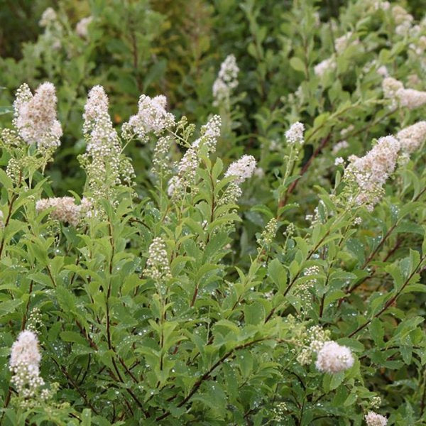 2g Meadowsweet