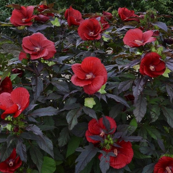 2g Midnight Marvel Rose Mallow