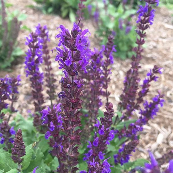 1g Midnight Purple Woodland Sage