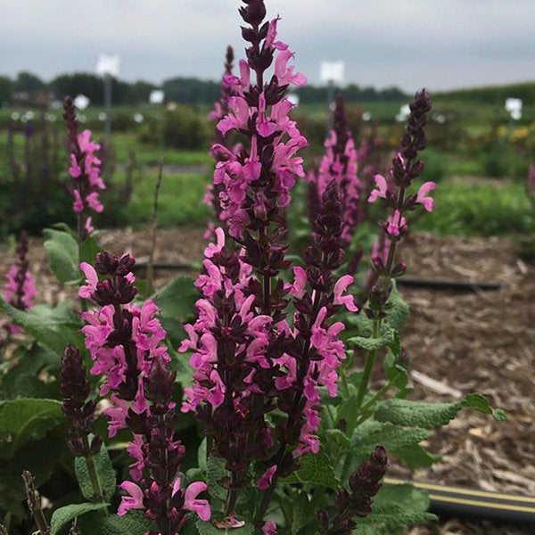 1g Midnight Rose Woodland Sage