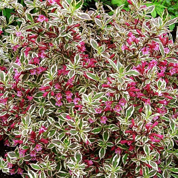2g My Monet Weigela