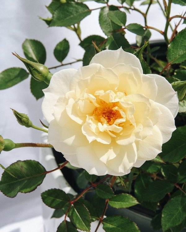 1 Quart Oso Easy Italian Ice Rose