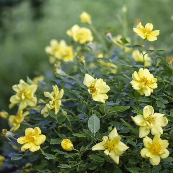 1 Quart Oso Easy Lemon Zest Rose