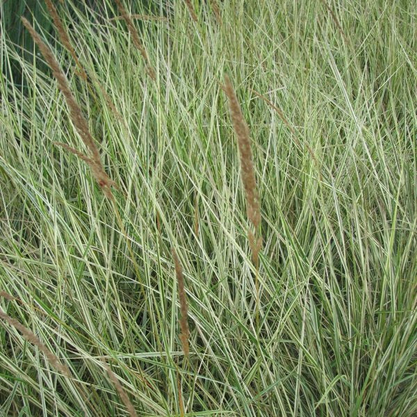 1g Overdam Feather Reed Grass