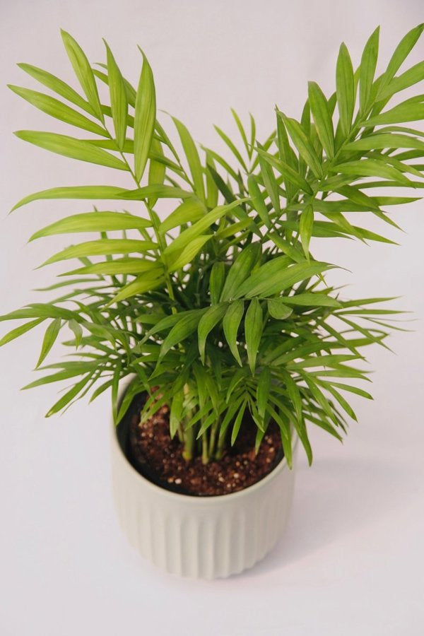 Palm Parlour 5" - 5 Inch Grower Pot