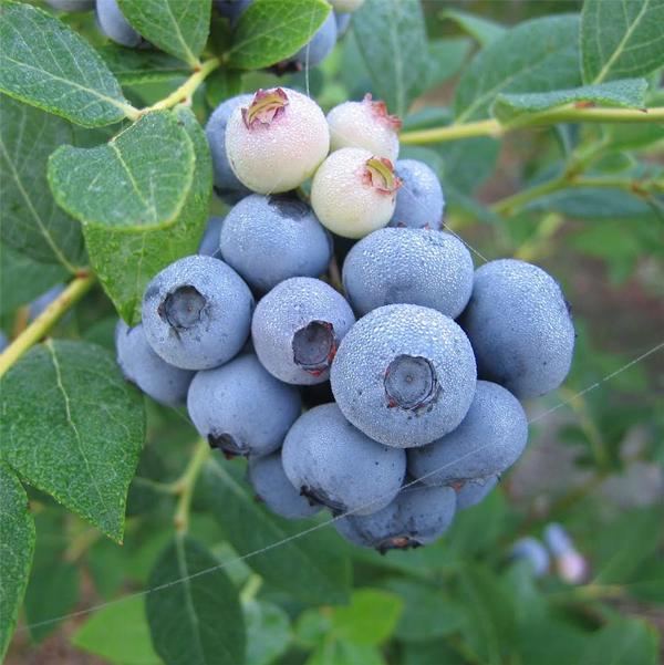 1g Patriot Blueberry