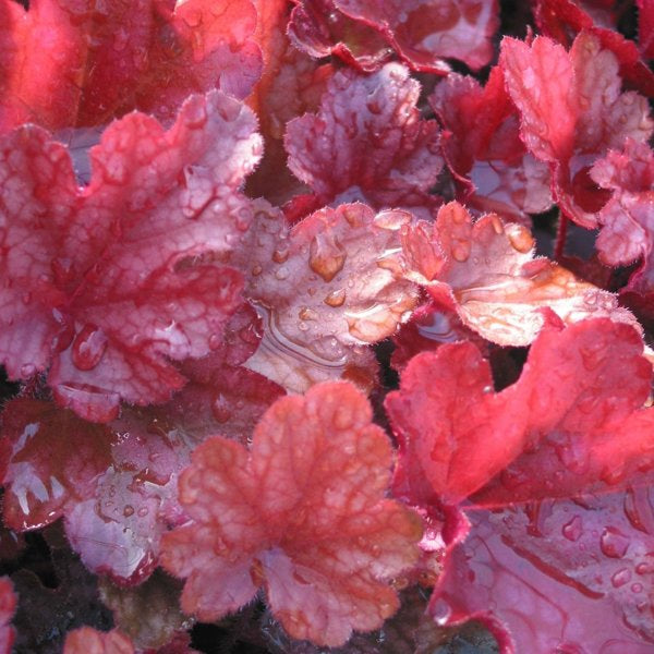 1g Peach Flambe Coral Bells