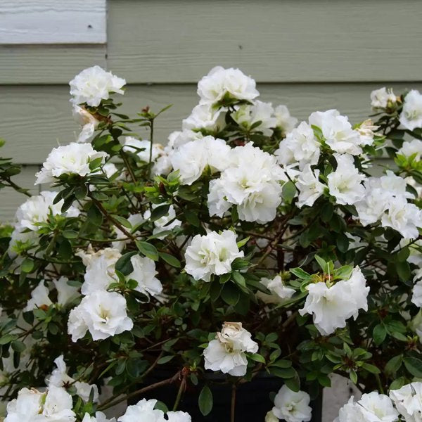 1 Quart Perfecto Mundo Double White Reblooming Azalea