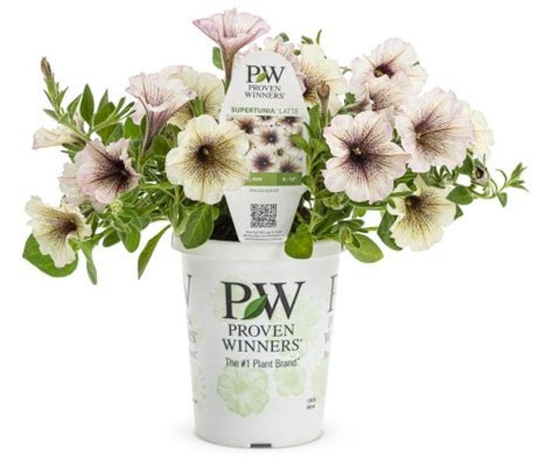 4 Inch Petunia Supertunia Latte
