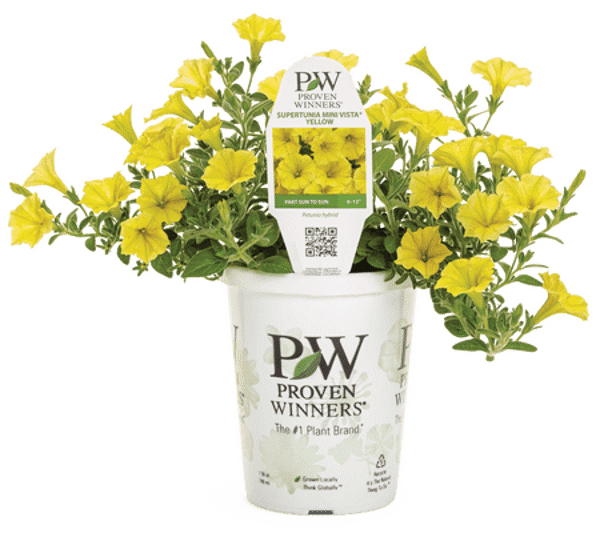 4 Inch Petunia Supertunia Mini Vista Yellow