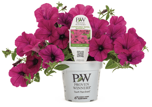 4 Inch Petunia Supertunia Royal Magenta