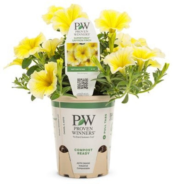 4 Inch Petunia Supertunia Saffron Finch