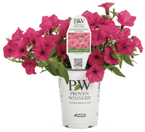 4 Inch Petunia Supertunia Vista Fuchsia